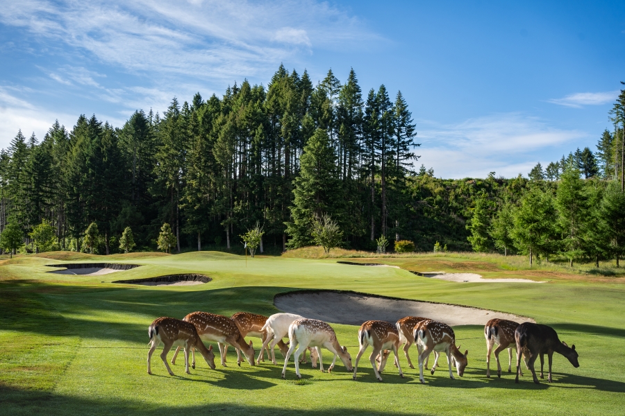 Wairakei Golf and Sanctuary, rolling forested parkland fairways and bunkering near Taupo in the Central North Island, New Zealand