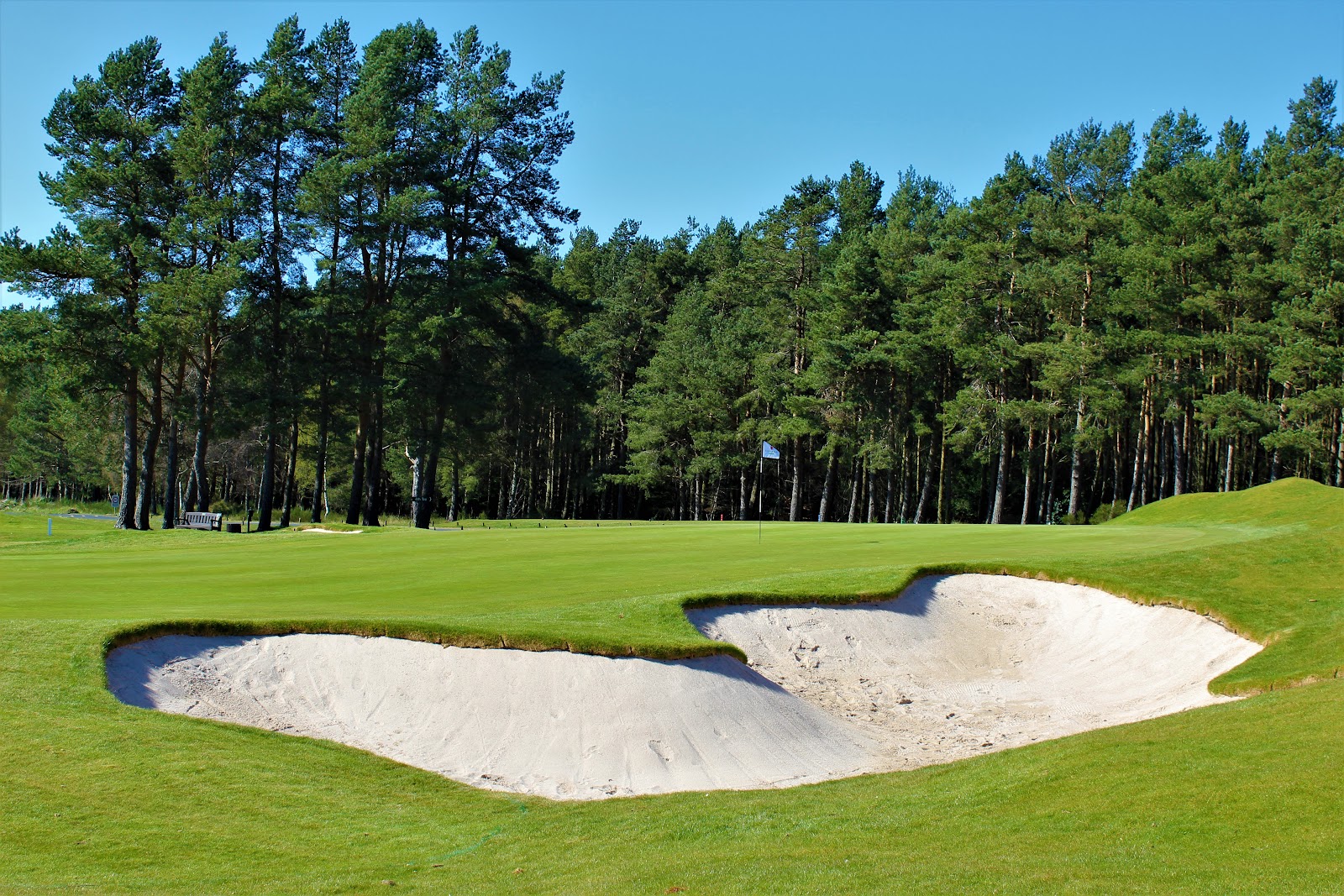 Ladybank Golf Club, pine and heather framing a heathland fairway in Fife, Scotland