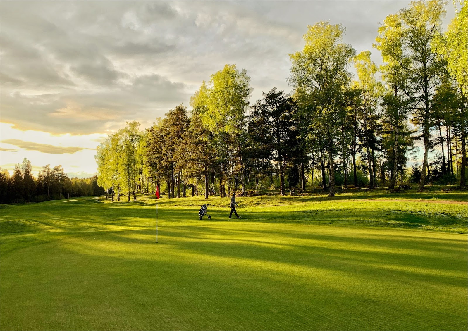 European Tour Club Kungsängen, Kings Course fairway through pine forest near Stockholm, Sweden