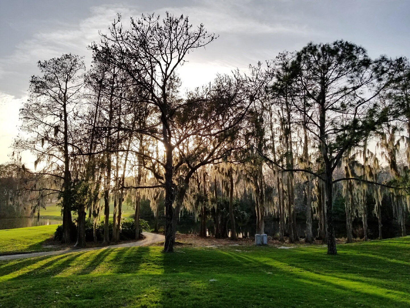 Innisbrook Copperhead Course fairways framed by towering pines and elevation change near Palm Harbor, Florida